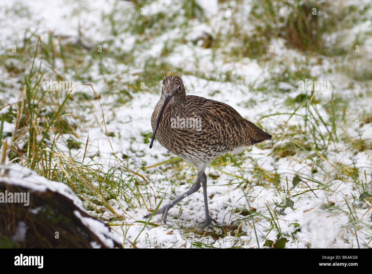 Grosser, Brachvogel, Numenius arquata,,, Courlis eurasien Banque D'Images