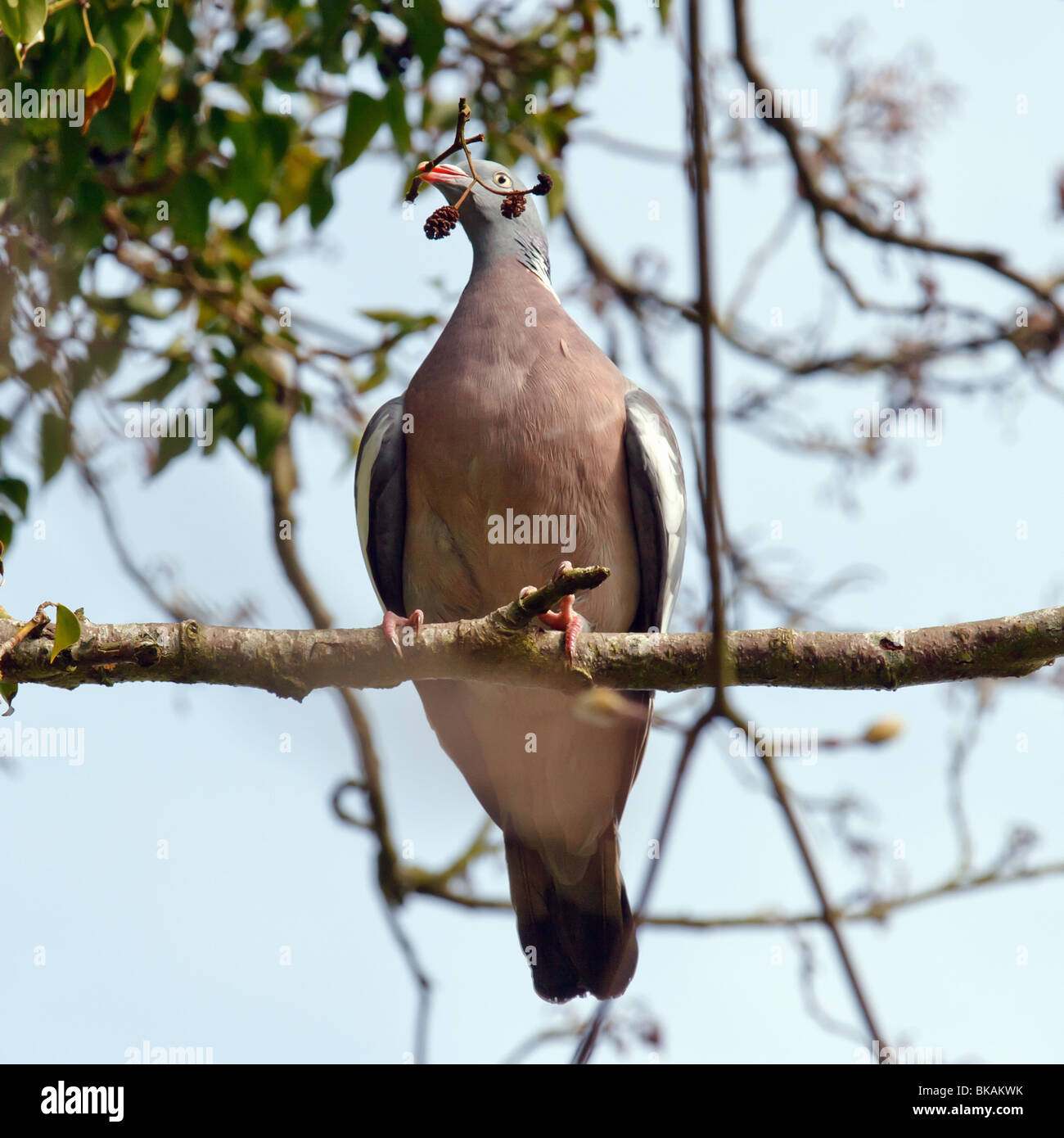 Un pigeon en bois avec une brindille dans sa bouche Banque D'Images