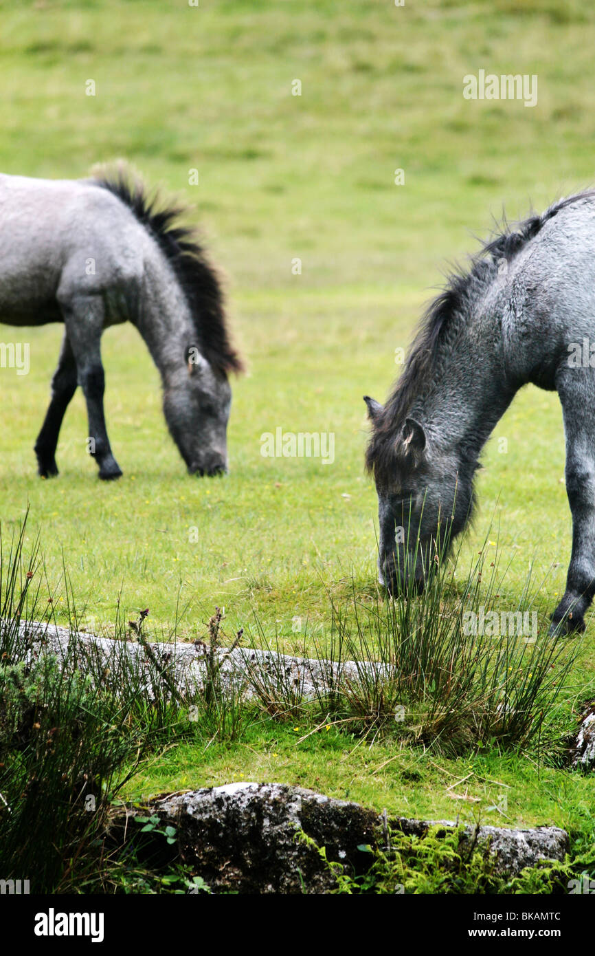 Deux pâturages poneys moor Banque D'Images