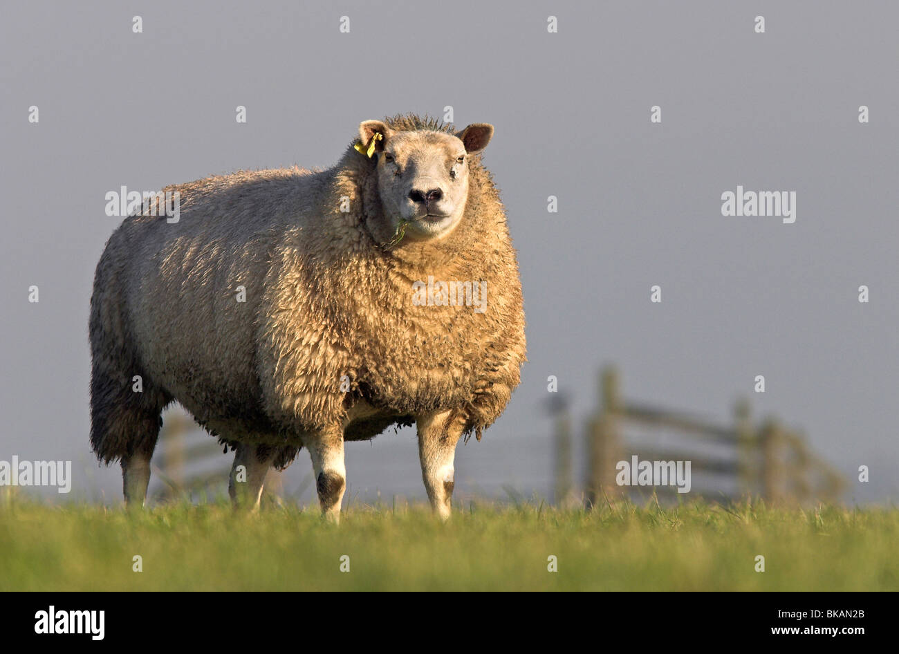 Un mouton se dresse sur un dyke au coucher du soleil avec une clôture dans l'arrière-plan Banque D'Images