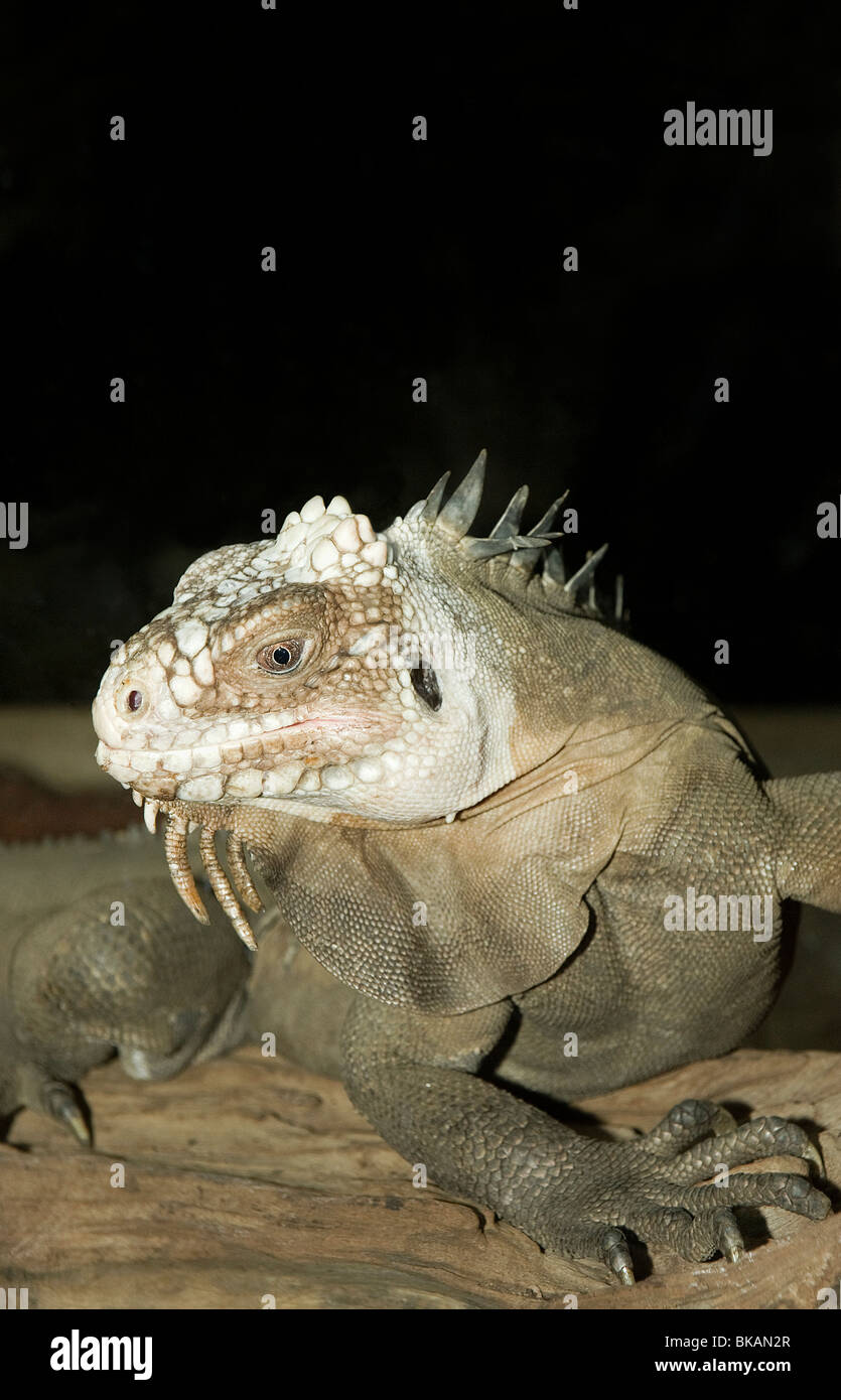 L'iguane des Petites Antilles est vulnérable dans les Petites Antilles Banque D'Images