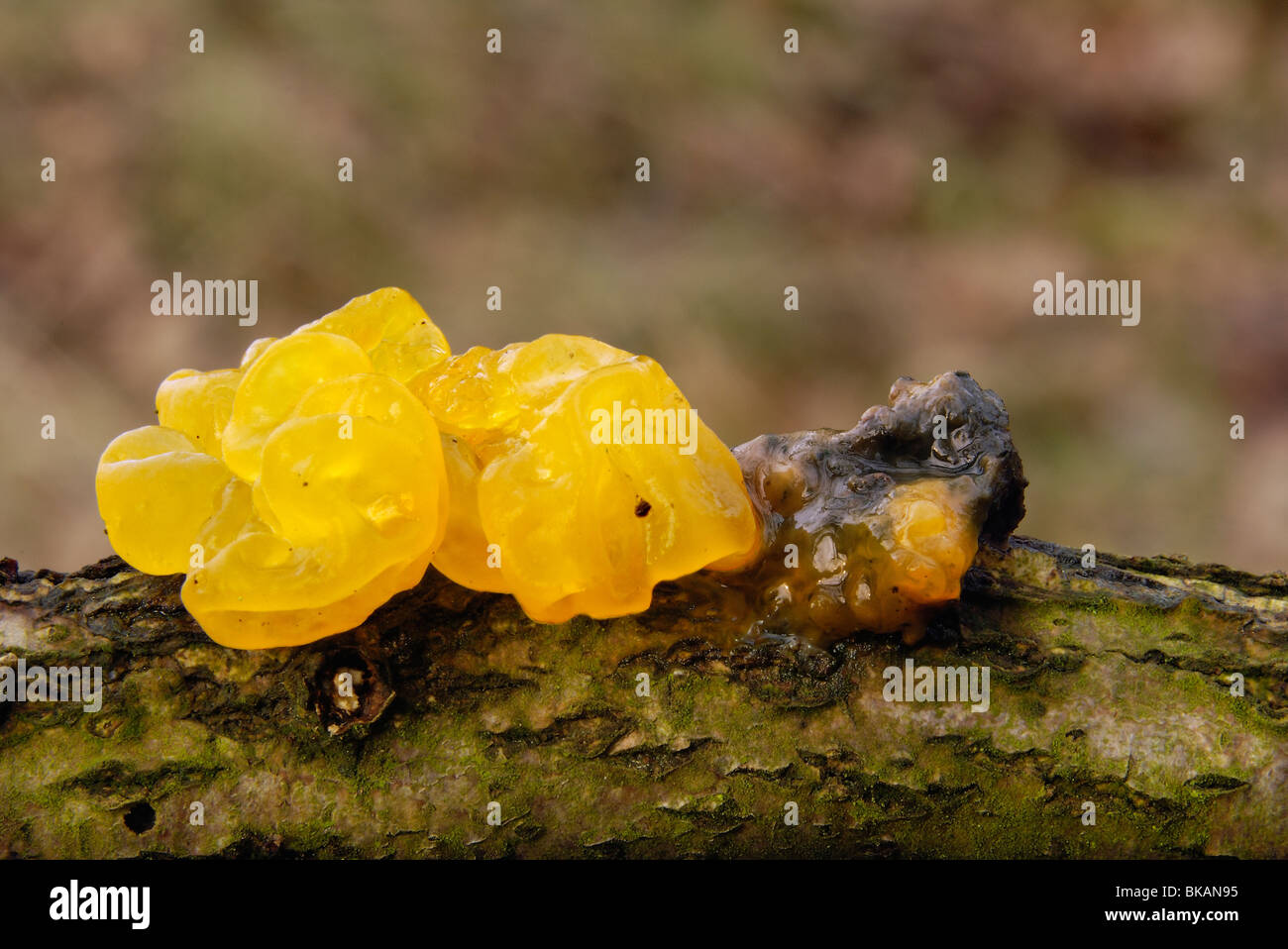 Close-up cerveau jaune - champignon champignon golden jelly - Beurre de la Sorcière (Tremella mesenterica) sur une branche marron Banque D'Images