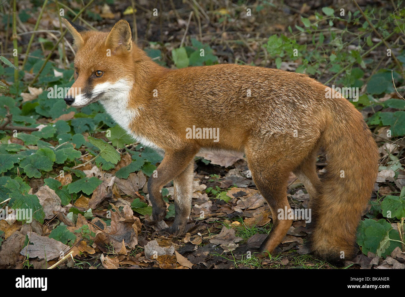 Le renard roux, Vulpes vulpes, Woodland Banque D'Images