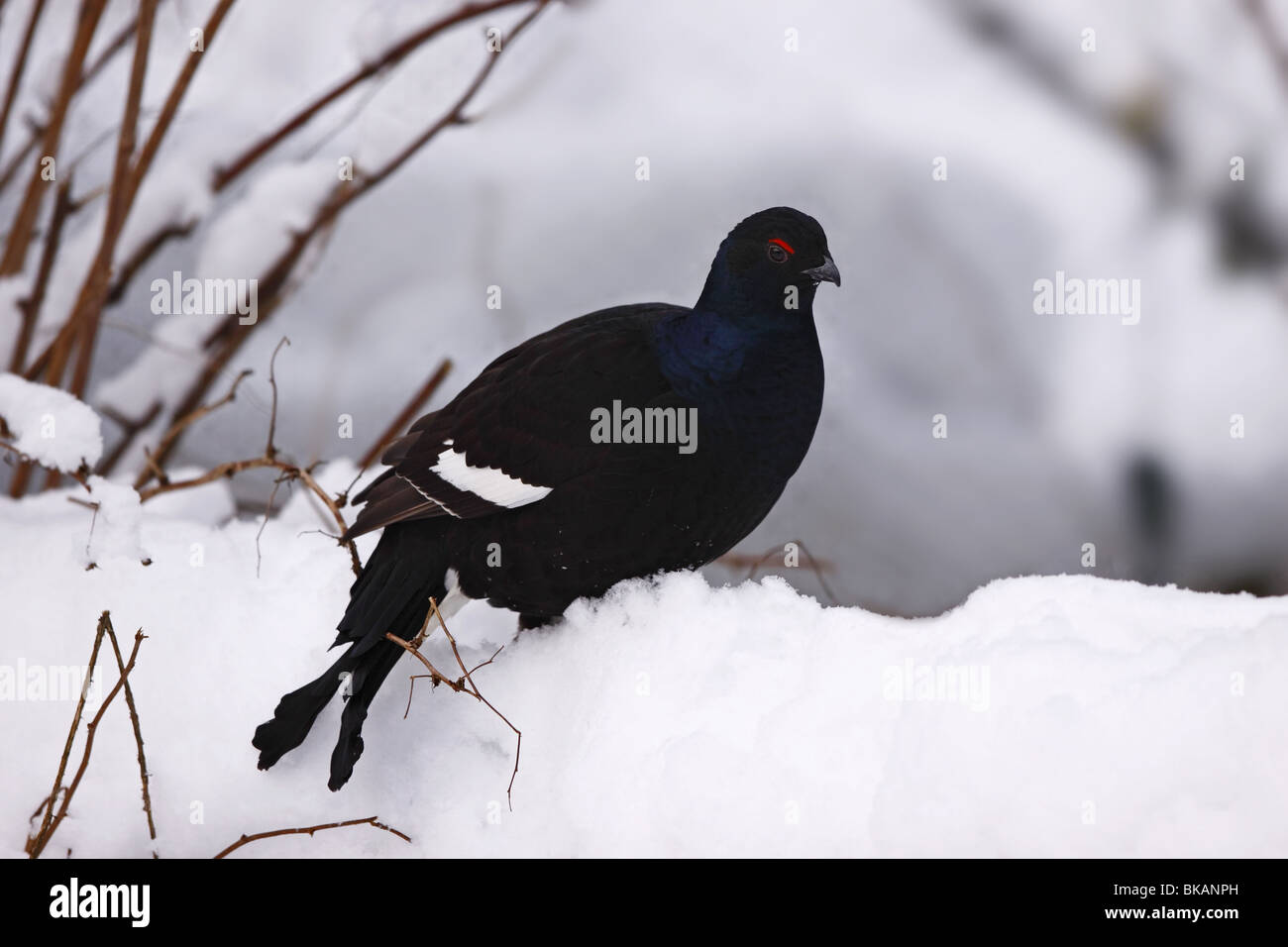 Tétras lyre Banque D'Images