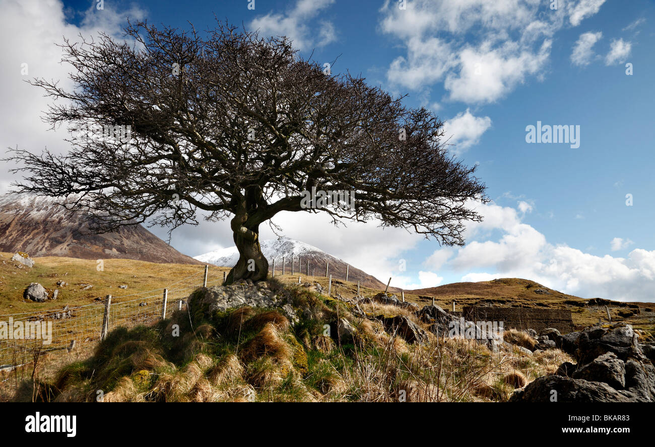 Arbre solitaire près de Torrin, île de Skye, Écosse Banque D'Images