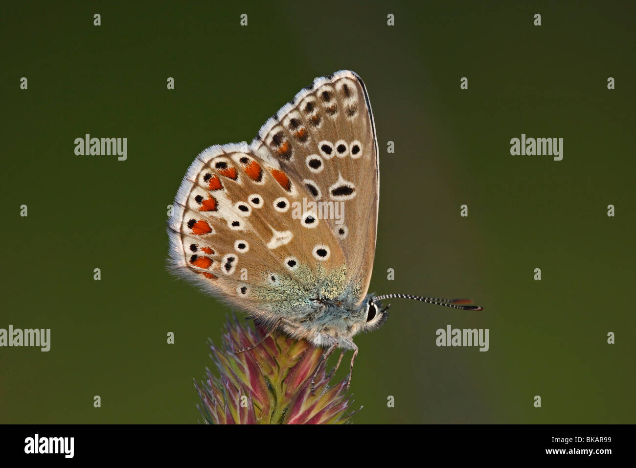 Himmelblauer Bläuling Polyommatus bellargus, Lysandra bellargus,, Banque D'Images