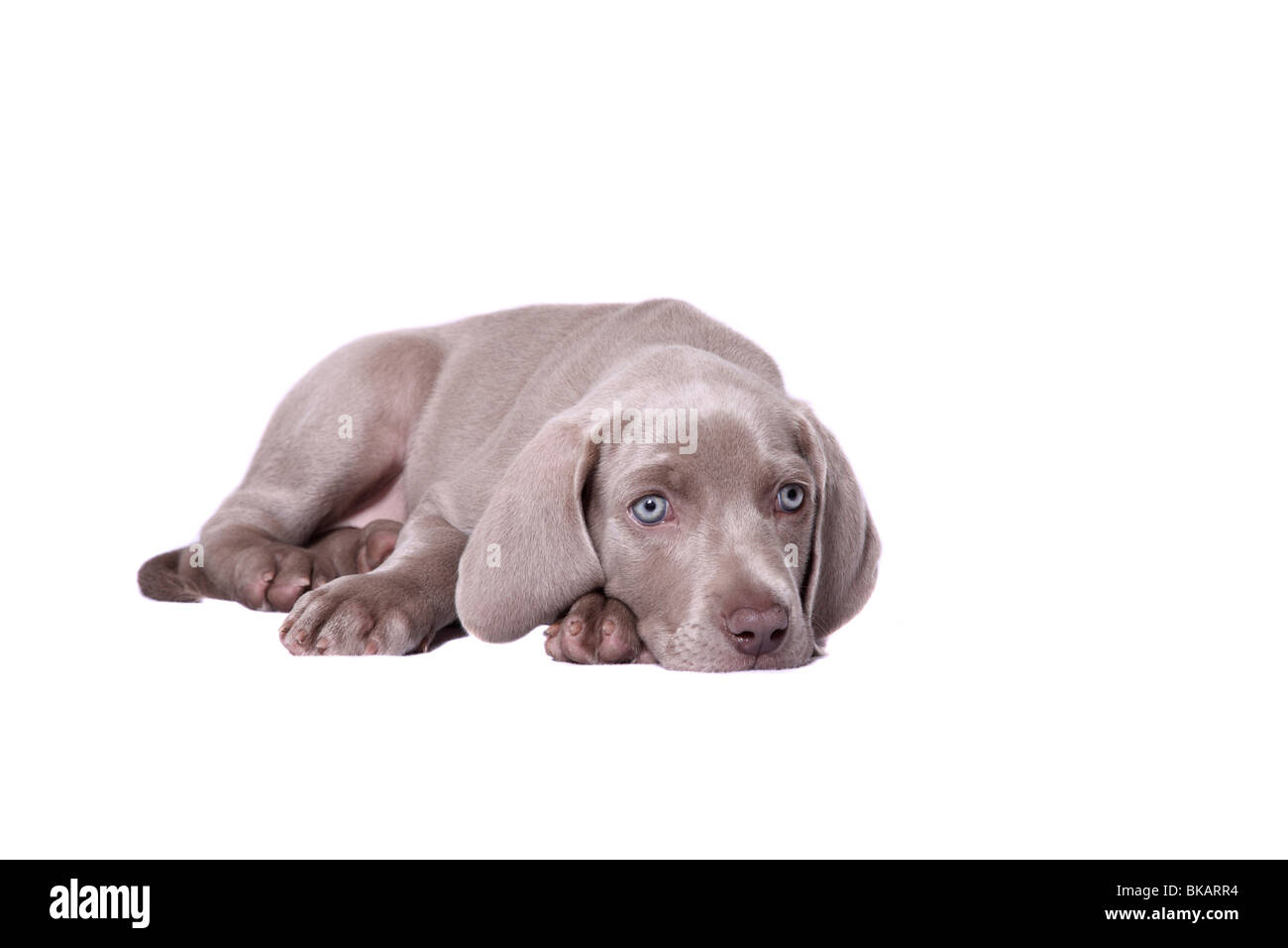 Chiot Weimaraner Banque D'Images