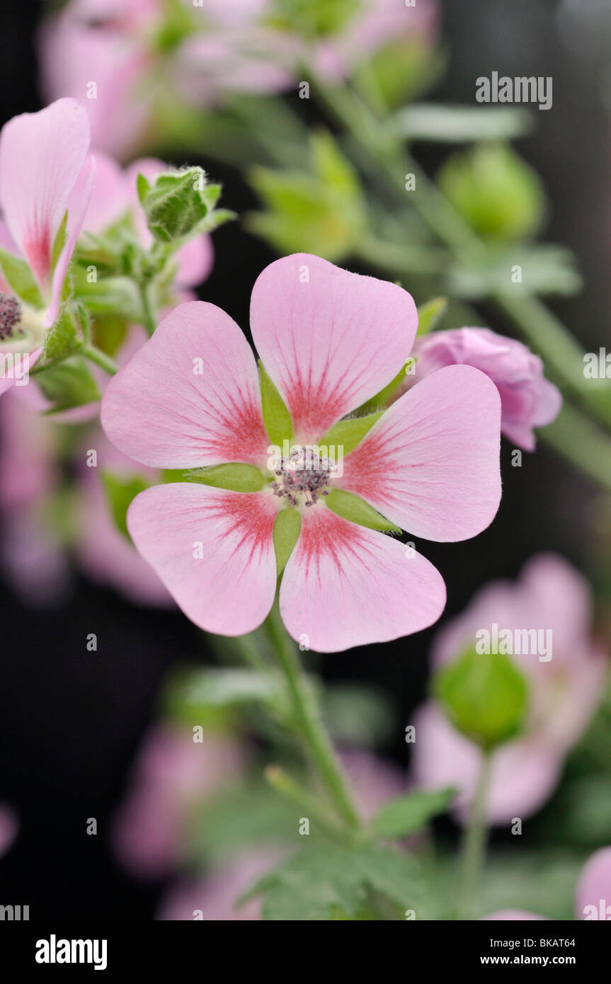 Anisodontea capensis mauve du cap ("Lady in Pink') Banque D'Images