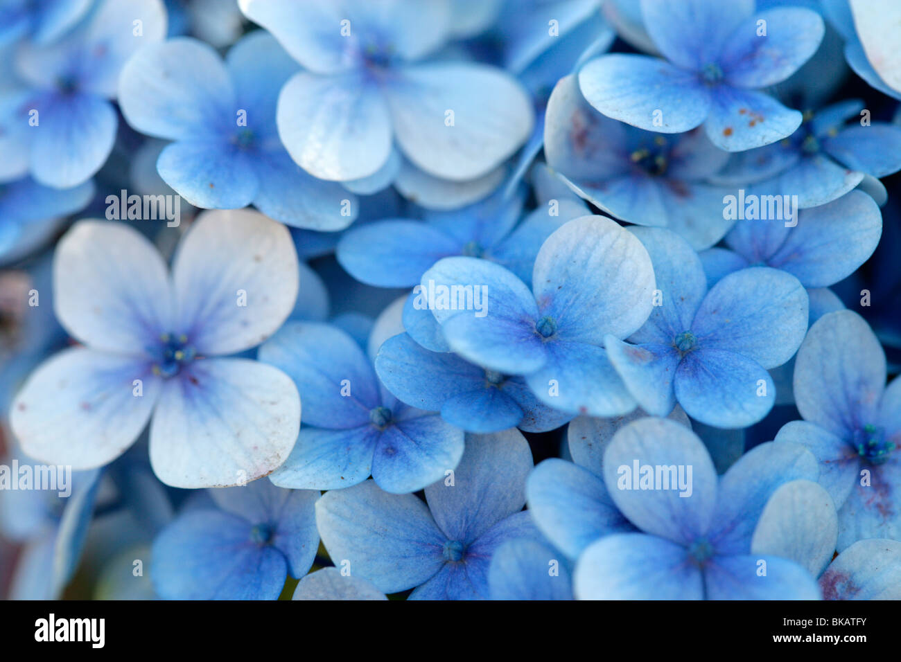 Fleurs bleues Banque D'Images