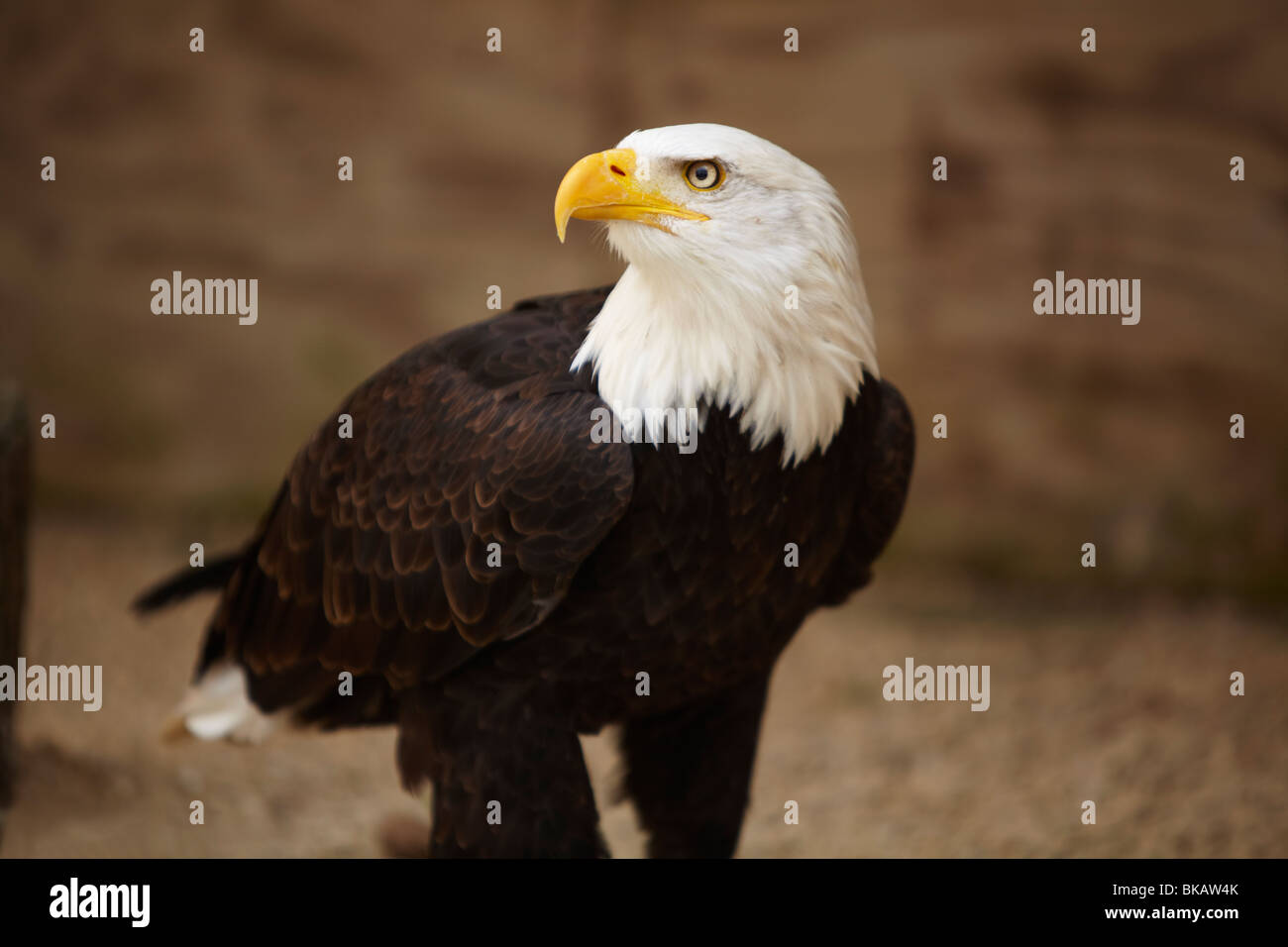 L'aigle chauve américain Banque D'Images