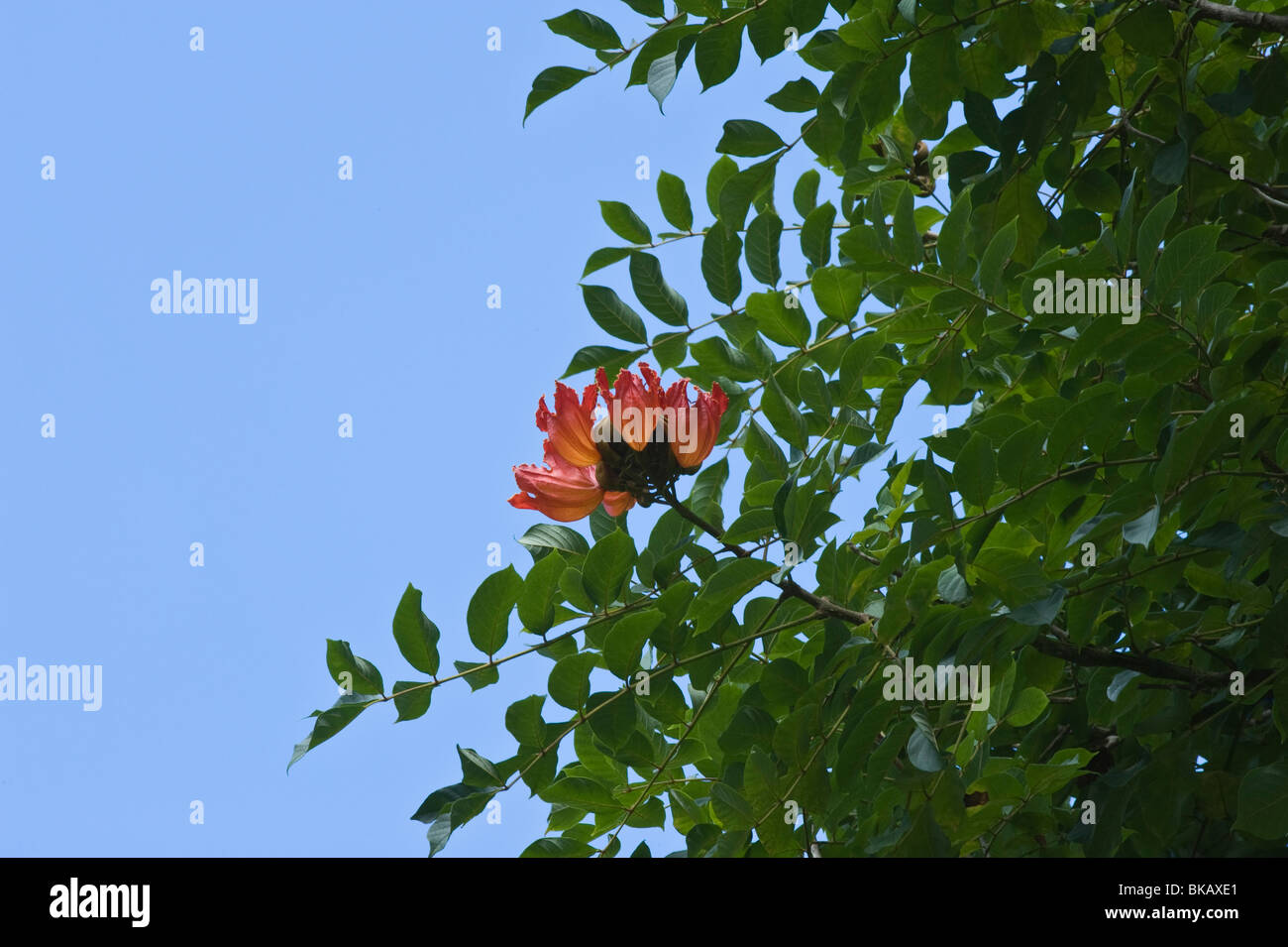 African Tulip Tree (Spathodea campanulata) fleurs dans la forêt centrale Sainte-lucie Caraïbes Antilles Îles du Vent Banque D'Images