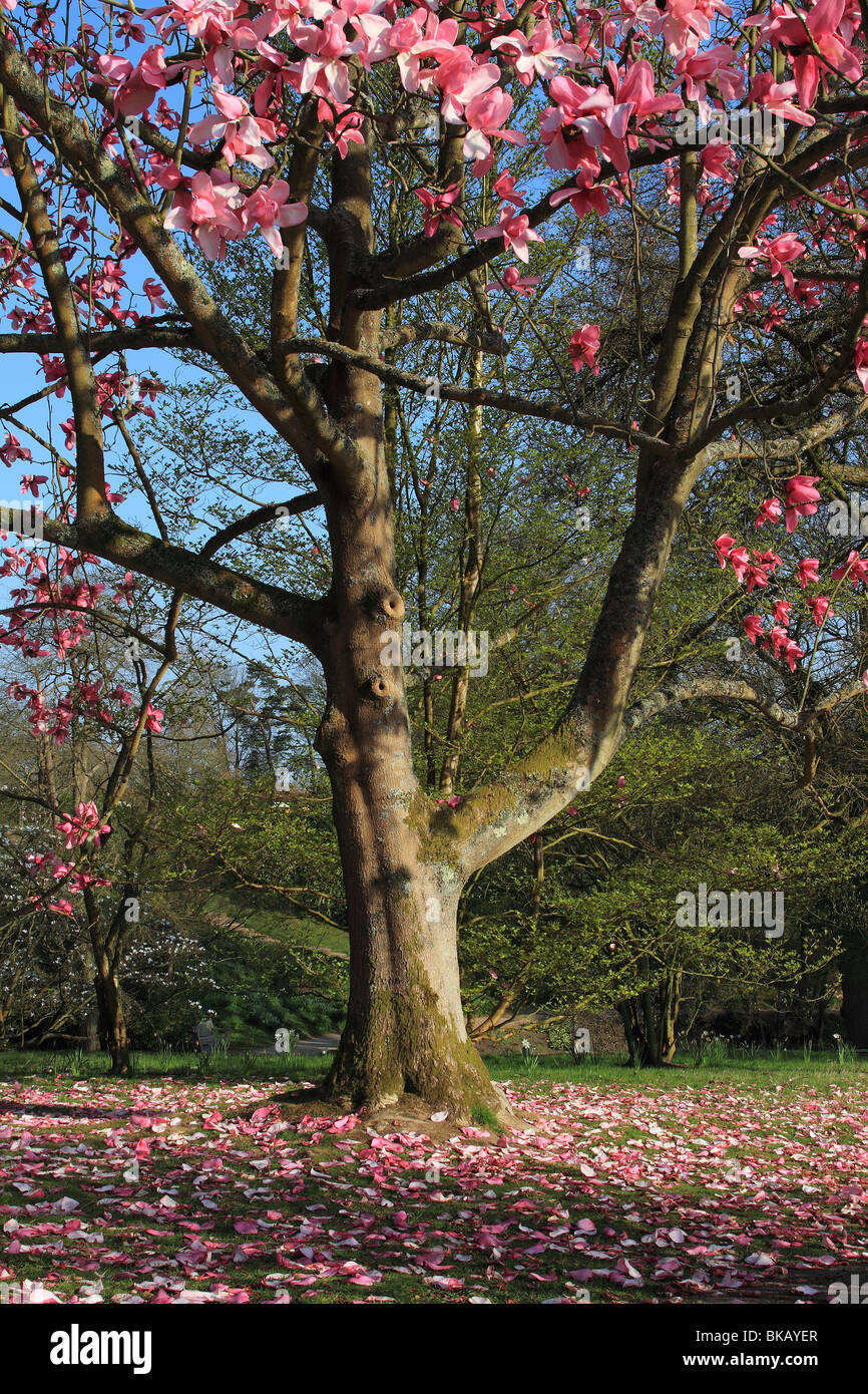 Arbre de Magnolia Banque D'Images