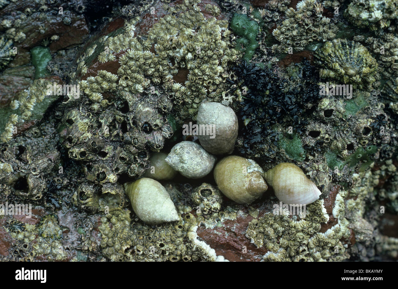 Les buccins, chien Nucella lapillus, avec les balanes patelle & découverte à marée basse Banque D'Images