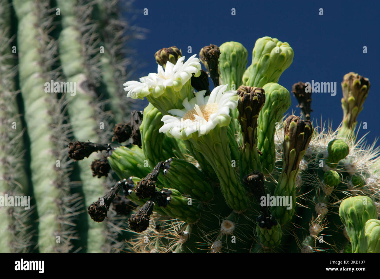 Saguaro Cactus en fleur Banque D'Images