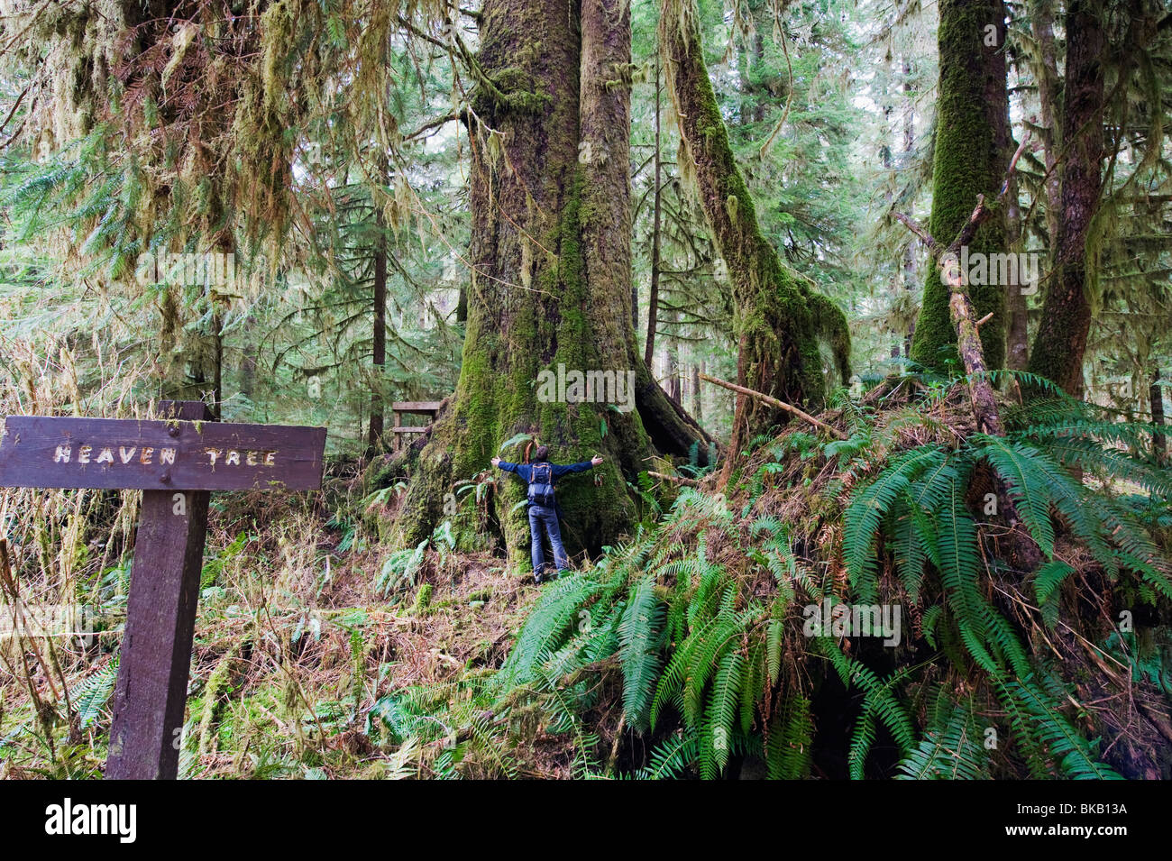 La forêt ancienne dans le parc provincial de la Carmanah Walbran, île de Vancouver, Colombie-Britannique, Canada Banque D'Images