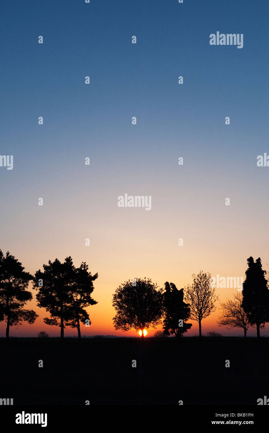 Ligne de silhouette des arbres dans la campagne anglaise au lever du soleil Banque D'Images