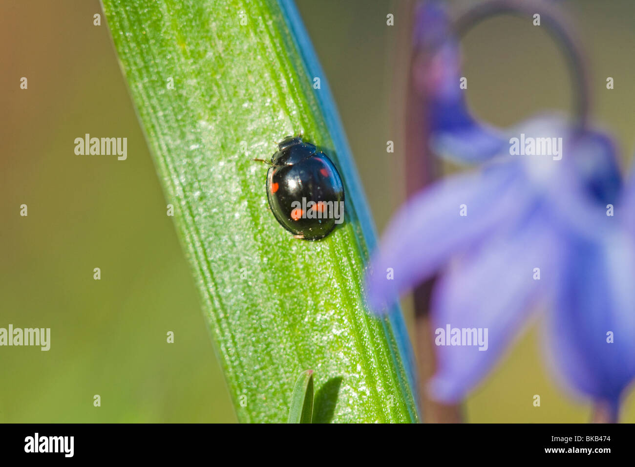 Lady-bug Exochomus qadripustulatus insectes ladybird Pin Suède Banque D'Images