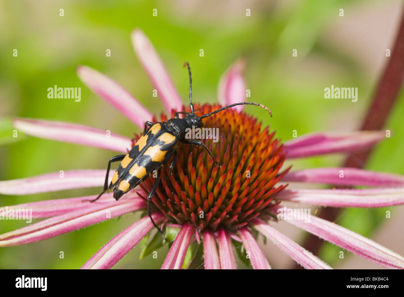 Le longicorne Yellow-Black Strangalia maculata Insectes Suède Scandinavie Europe Banque D'Images