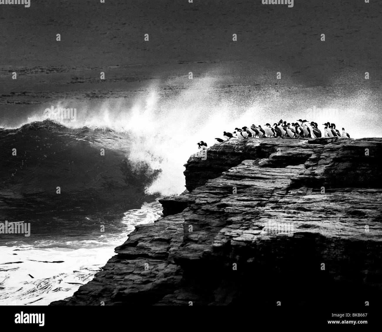 Baise sur un éperon rocheux, West Falkland Banque D'Images