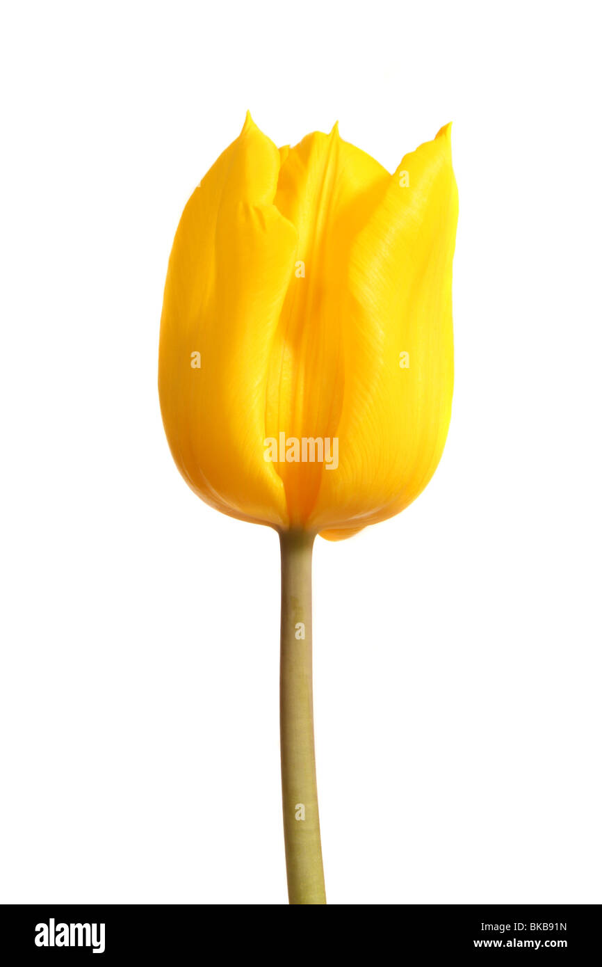 Une seule tulipe jaune Banque D'Images