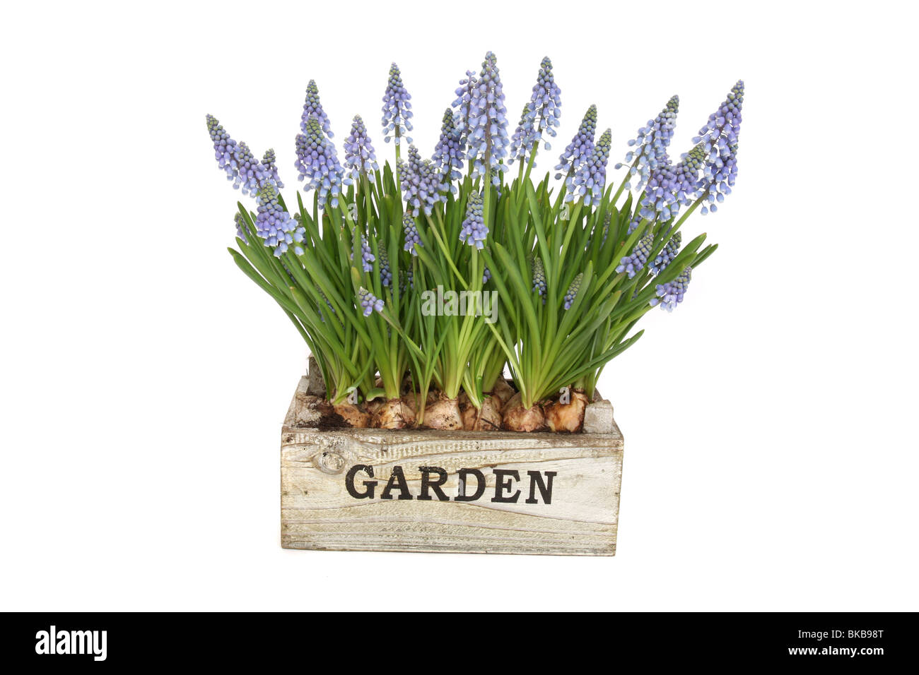 Grape Hyacinth Muscari Banque D'Images