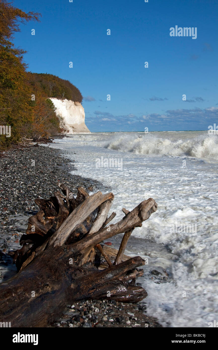 Falaises de craie dans le Parc National de Jasmund, sur l'île de Rügen, Mecklembourg-Poméranie-Occidentale, Allemagne. Banque D'Images