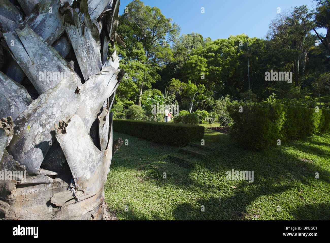 Palmier Talipot dans les jardins botaniques de Peradeniya, Kandy, Sri Lanka Banque D'Images