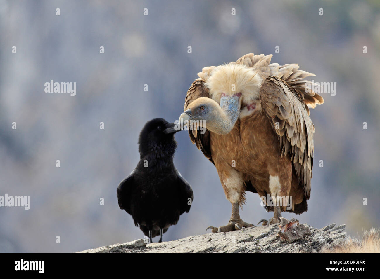 Grand Corbeau (Corvus corax) debout à côté de Vautour fauve, vautour fauve (Gyps fulvus). Banque D'Images