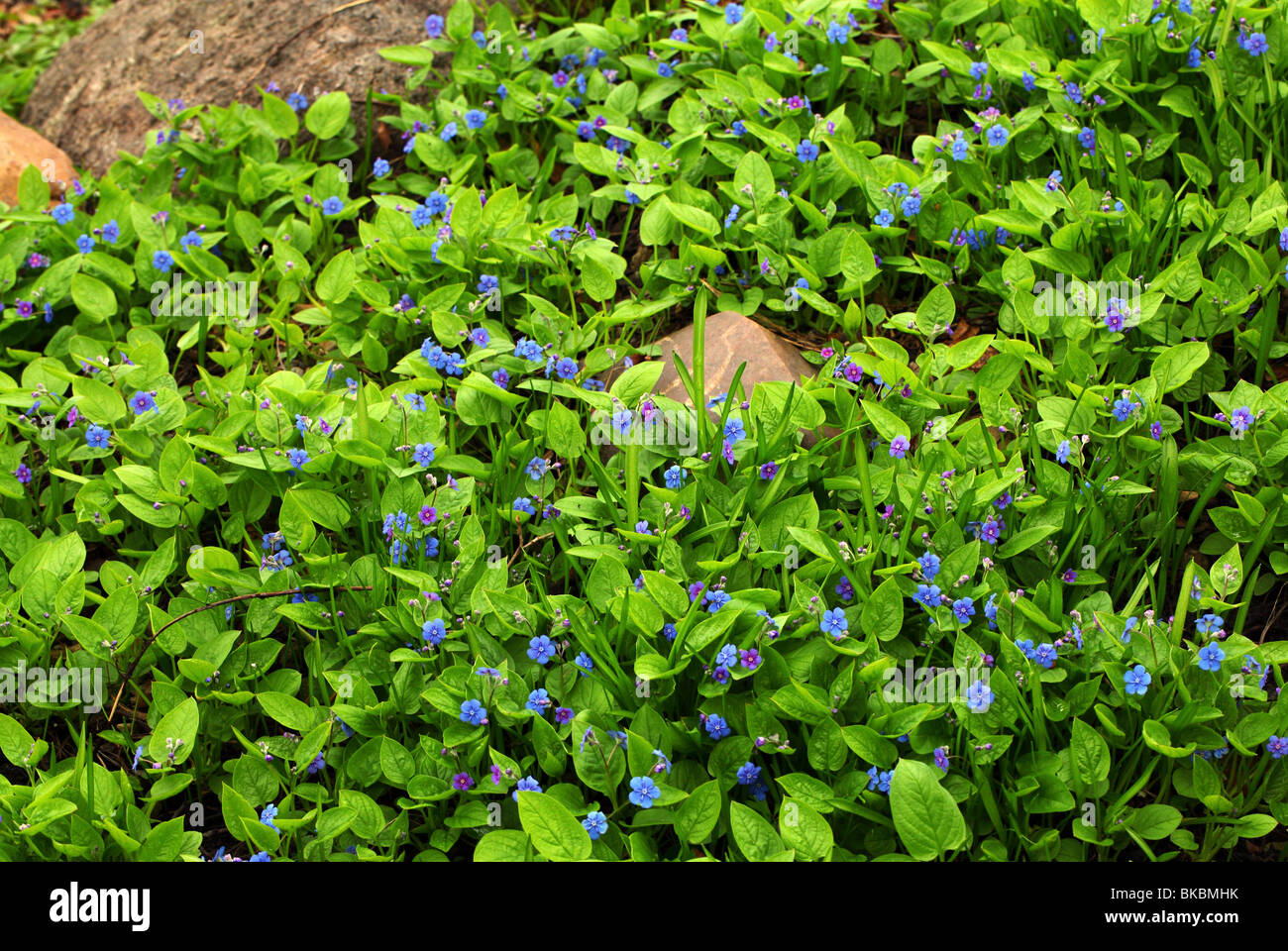 Blue spring flowers Omphalodes verna Banque D'Images