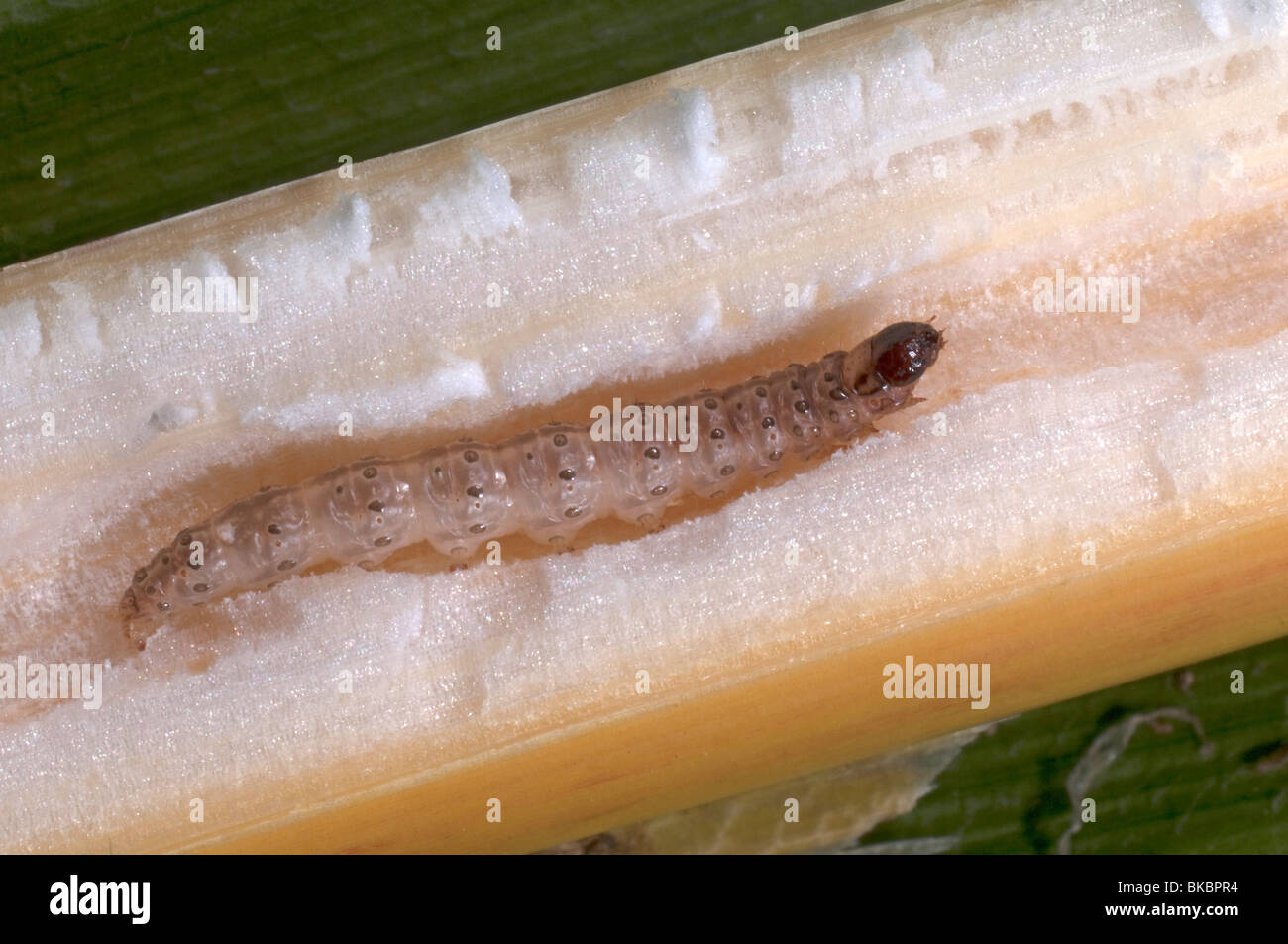 Pyrale du maïs (Ostrinia nubilalis), larve dans le maïs (maïs) manette. Banque D'Images