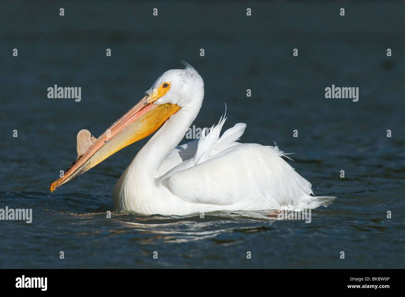 Pélican blanc (Pelecanus erythrorhynchos), adulte en plumage nuptial sur l'eau. Banque D'Images