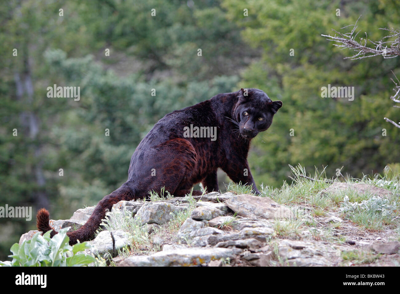 Panthère noire (Panthera pardus). Couleur noire phase de leopard, assis sur un rocher. Banque D'Images