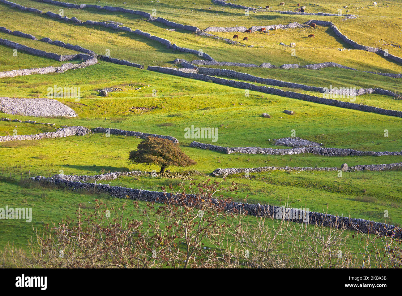 Domaine bordé de murs de pierres sèches près de Malham, Yorkshire Banque D'Images