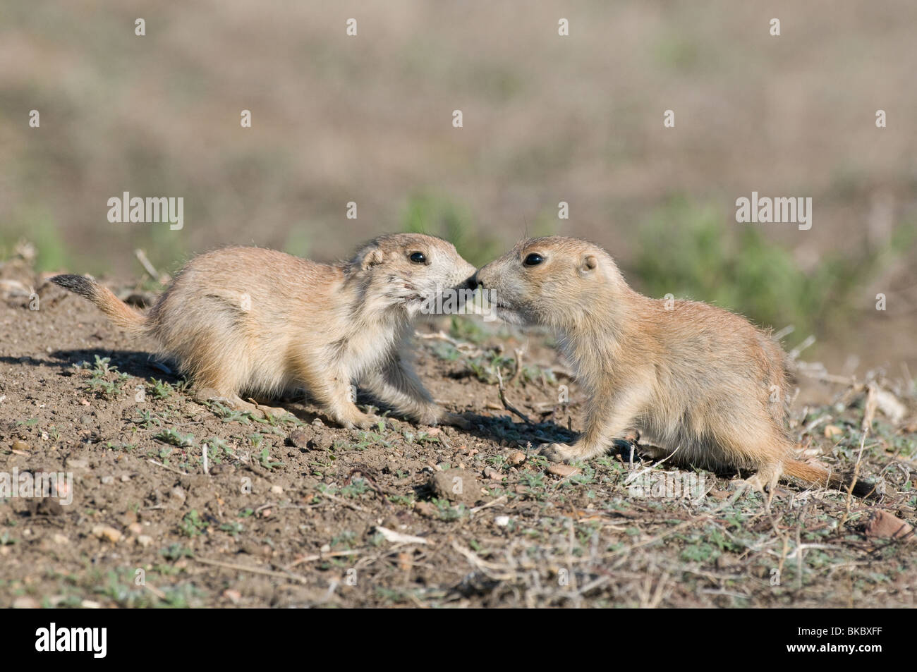 Chien de prairie, le Chien de prairie (Cynomys Plaines ludovicians), deux individus nez à nez. Banque D'Images