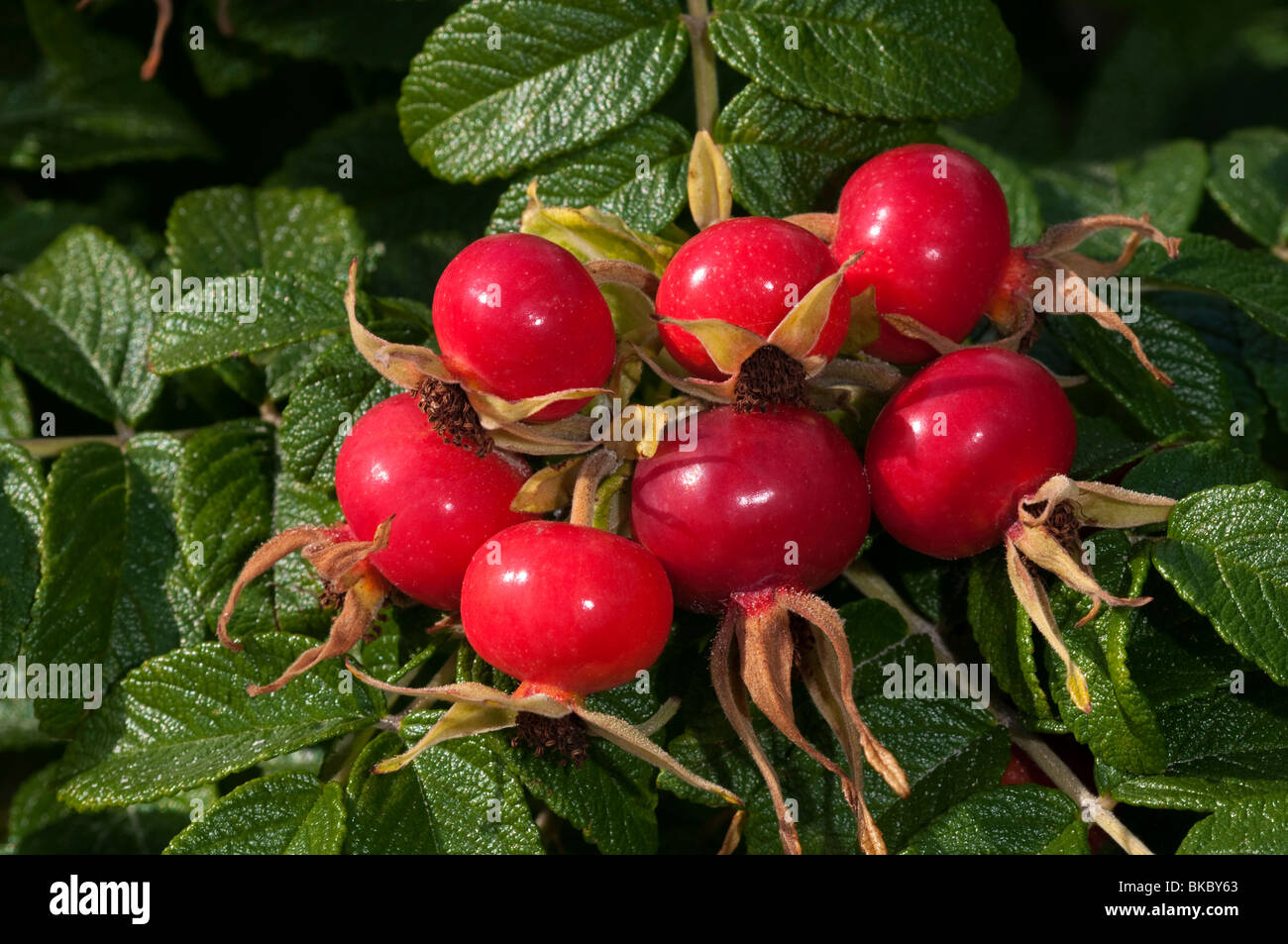 Rugosa Rose, Rose (Rosa rugosa japonais), venu sur un buisson d'églantier. Banque D'Images