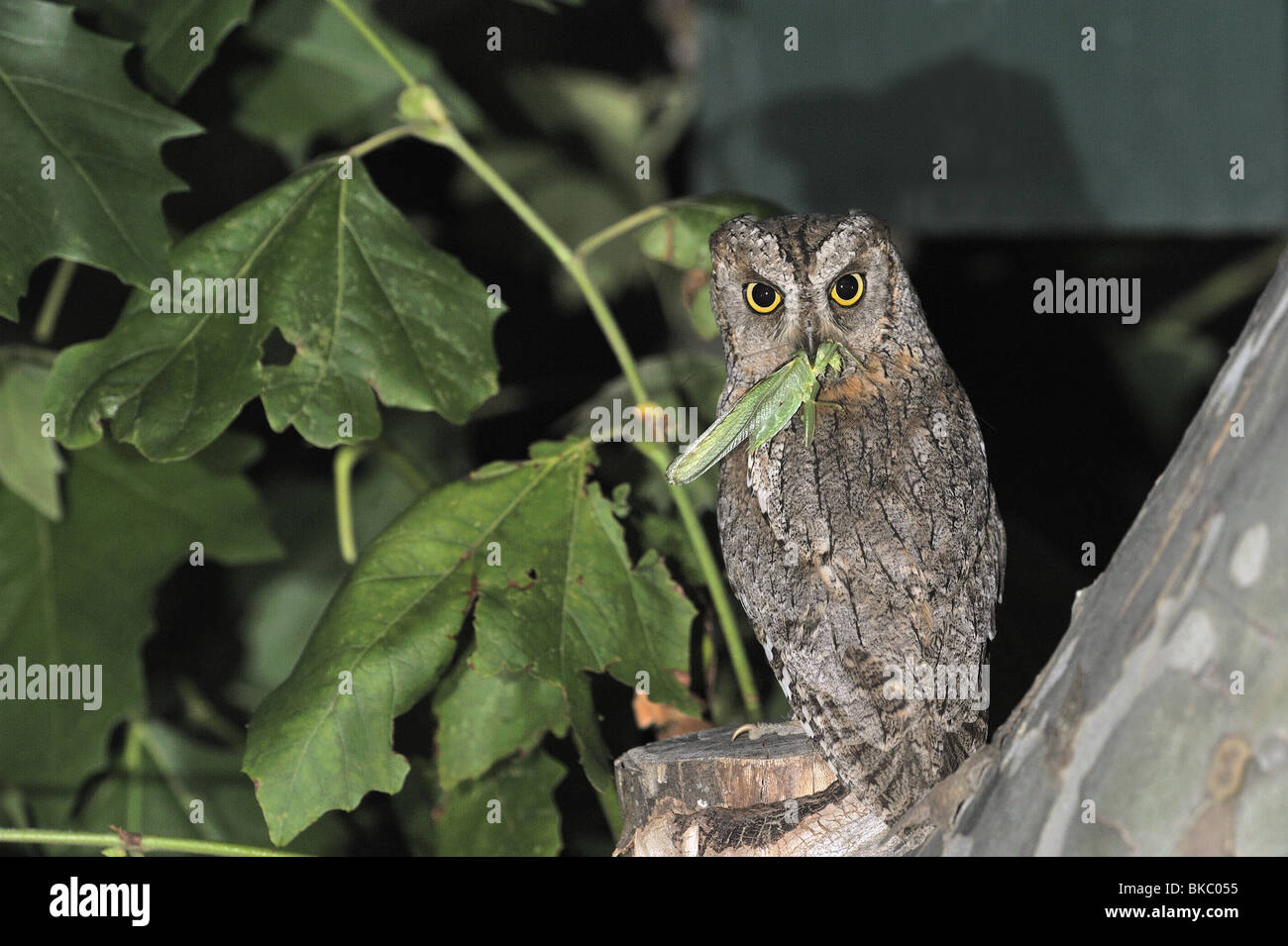 Scops owl eurasien apportant les proies (great green bush-cricket) à ses oisillons au nid Banque D'Images