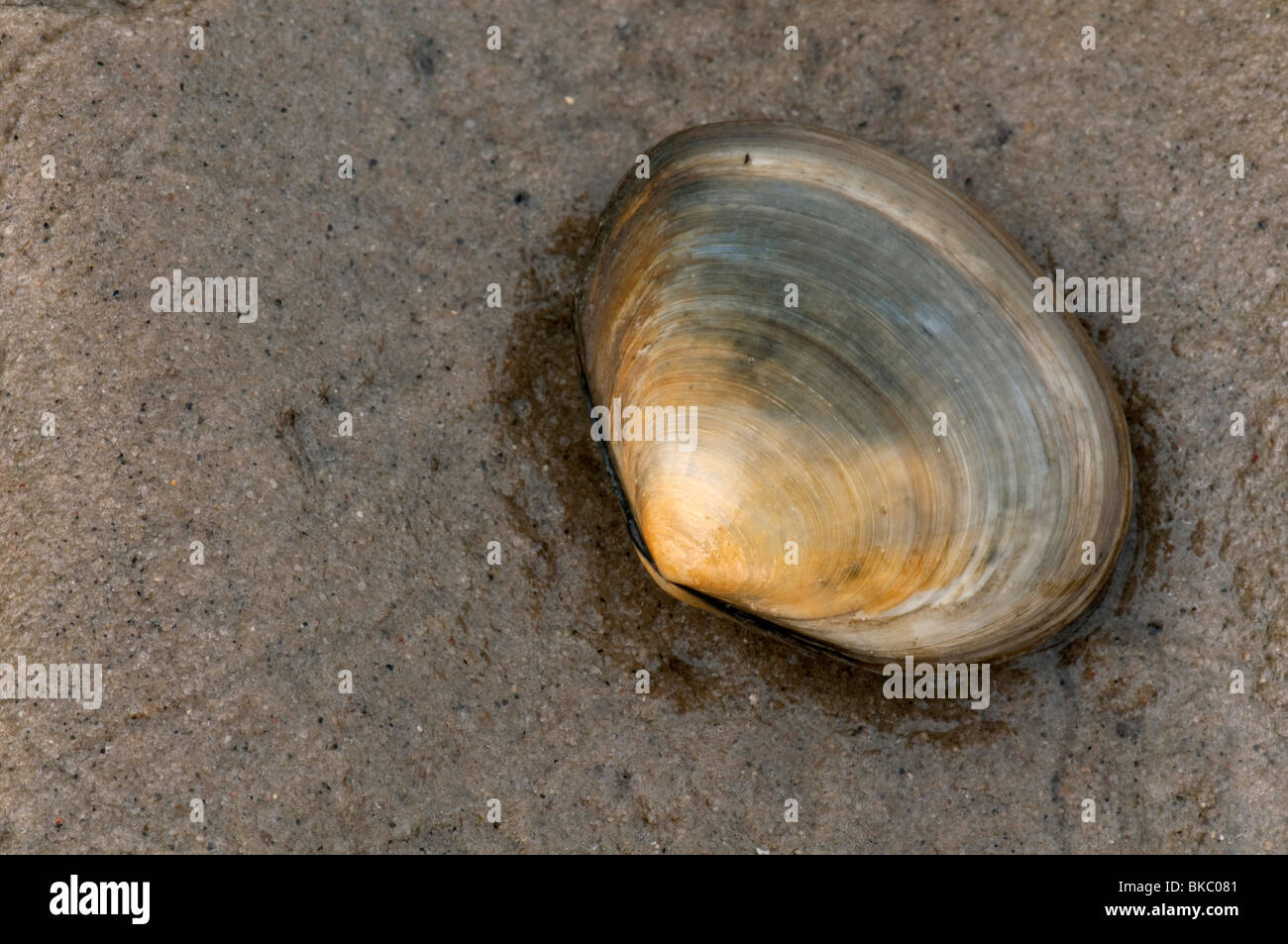 Sillon poivré poivré, Clam Shell Scrobicularia plana (sillons) sur le sable. Banque D'Images