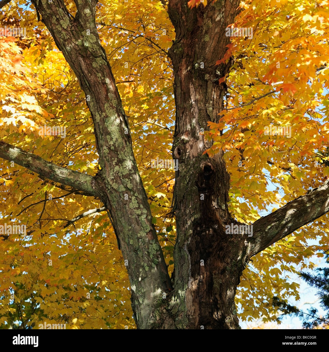 Arbre coloré en automne, Sag Harbor, New York, USA Banque D'Images