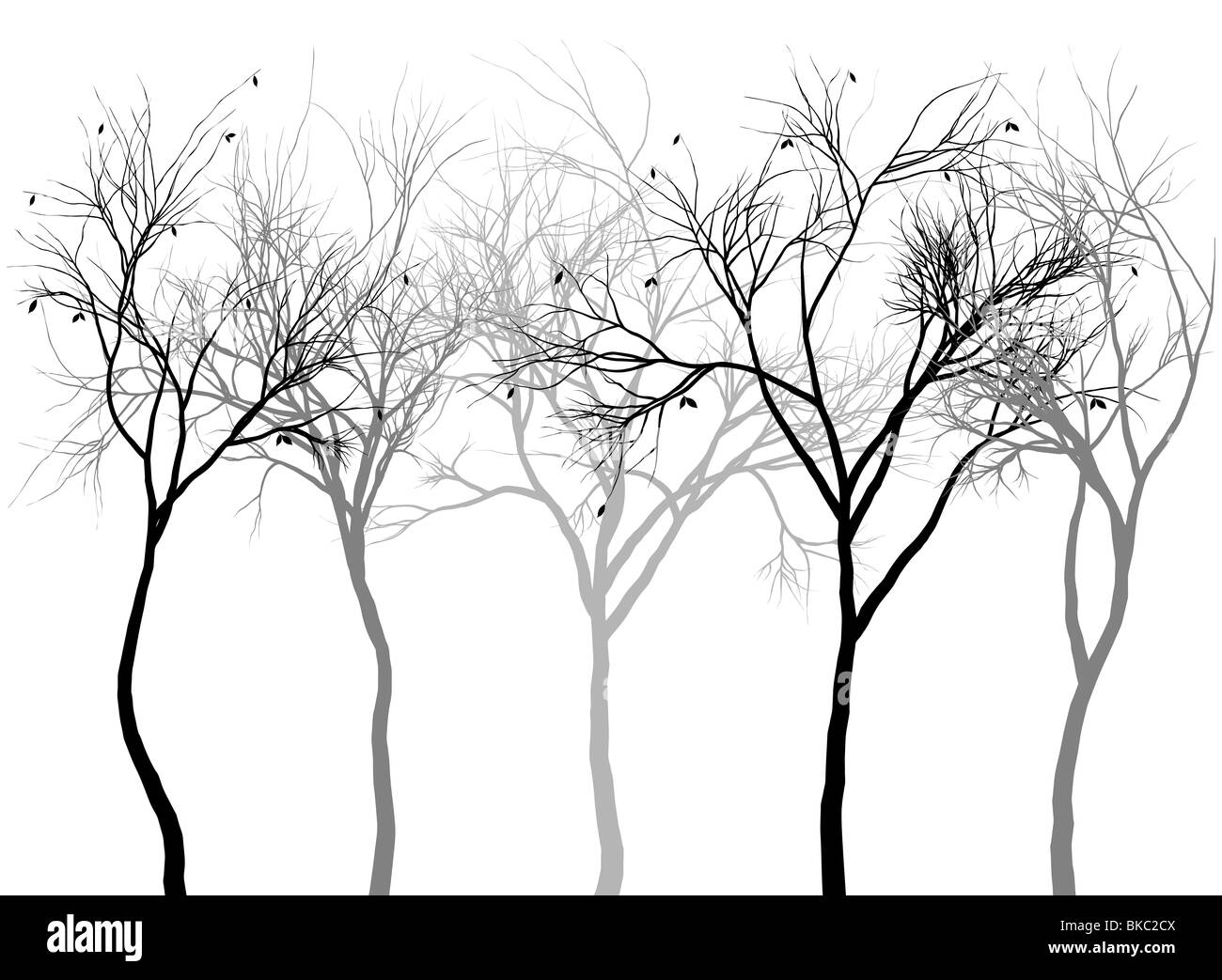 La forêt brumeuse, silhouettes d'arbres détaillée Banque D'Images