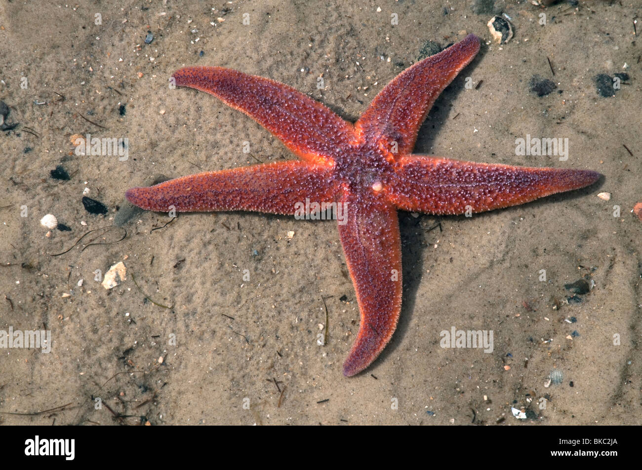 L'Étoile de mer commune, politique européenne Seastar (Asterias rubens) sur le sable. Banque D'Images