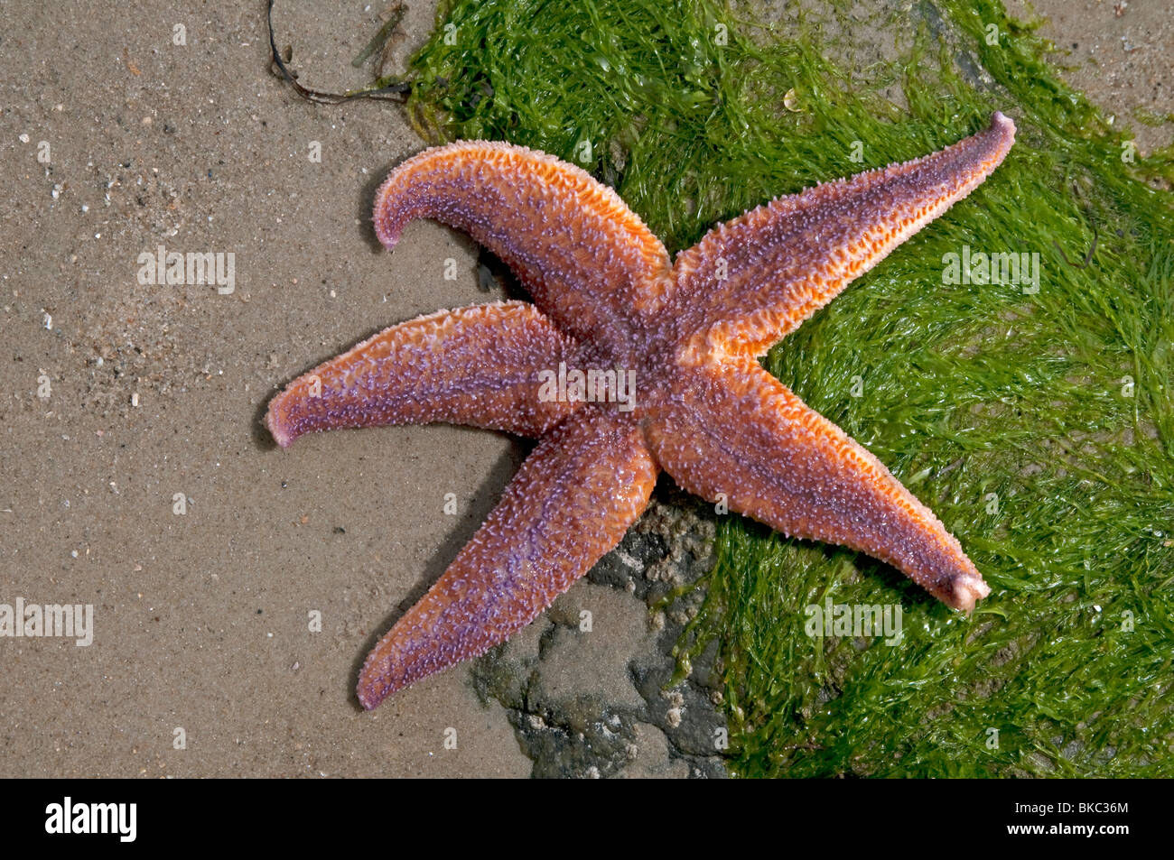 L'Étoile de mer commune, politique européenne Seastar (Asterias rubens) sur le sable. Banque D'Images