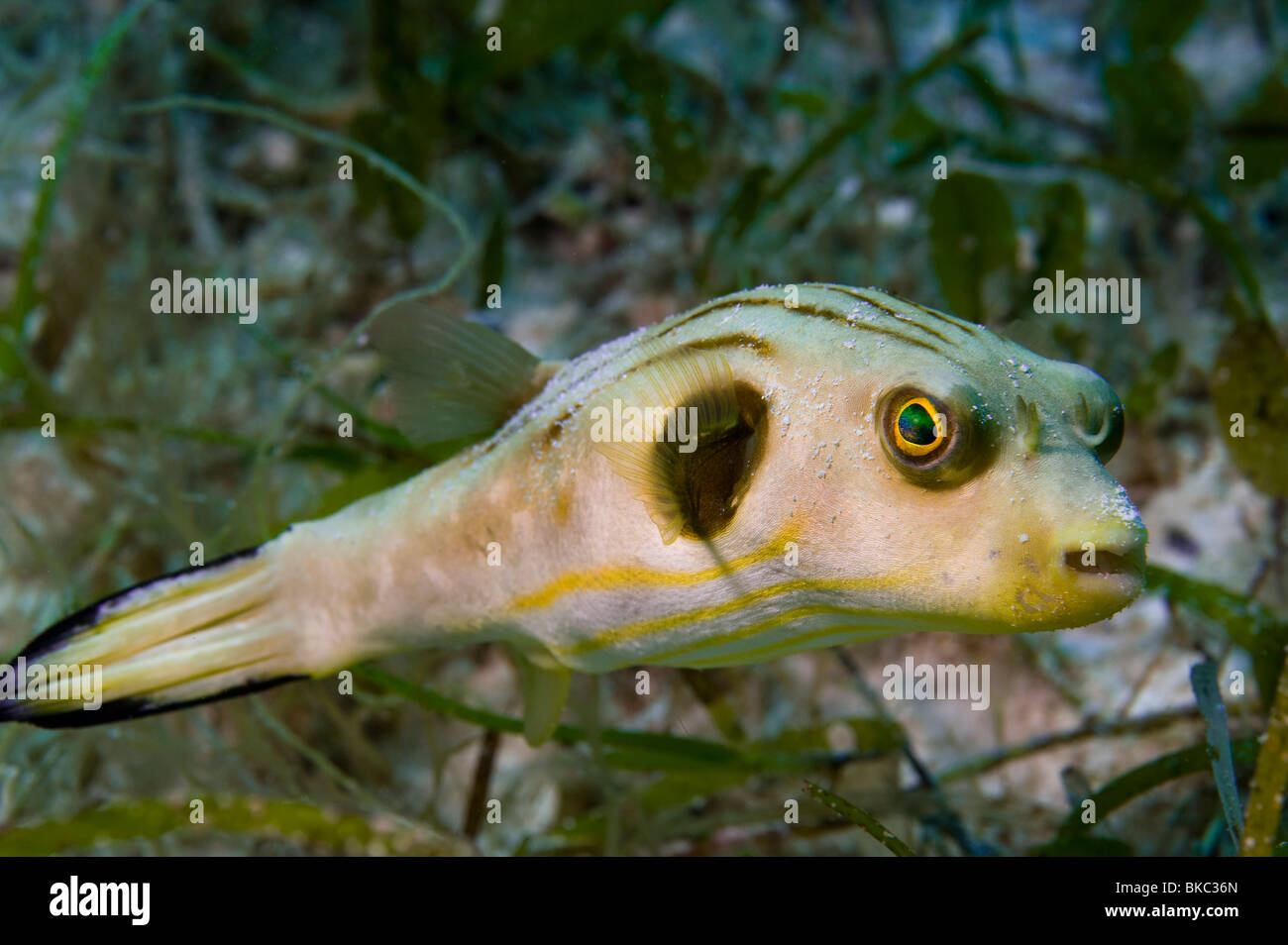 Bordée de rayures étroites poisson-globe Arothron manilensis sauvage faune poissons dans les herbiers de l'herbe verte de la mer portrait de grands yeux big e Banque D'Images