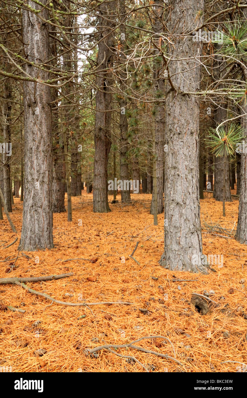 Forêt de pins, Tekapo, Canterbury, Nouvelle-Zélande. Banque D'Images