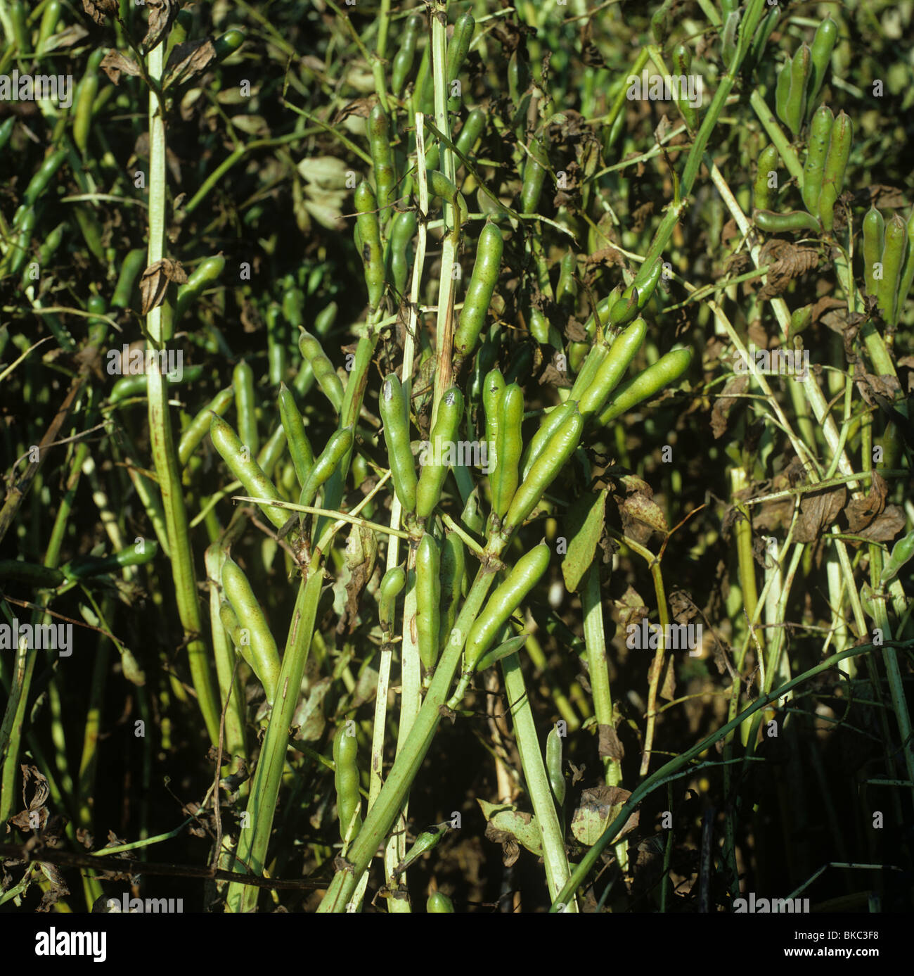 Cosses vertes non mûres sur les plants de haricots sur le terrain Banque D'Images