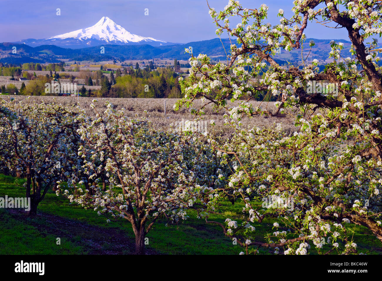 Printemps en fleurs dans les vergers de poiriers Oregon's Hood River Valley avec Mt Hood. Banque D'Images