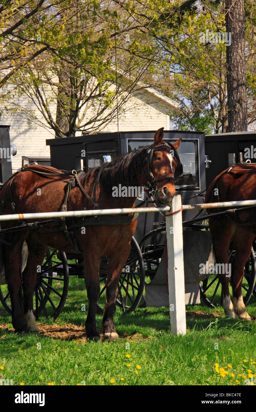 cheval, calèche, voiture, millésime, chariot, transport, vieux, antique