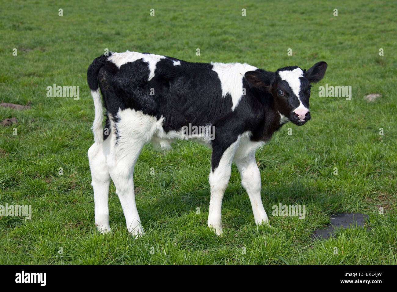 Les bovins domestiques (Bos primigenius, Bos taurus), race : Frison, Holstein veau sur un pâturage. Banque D'Images