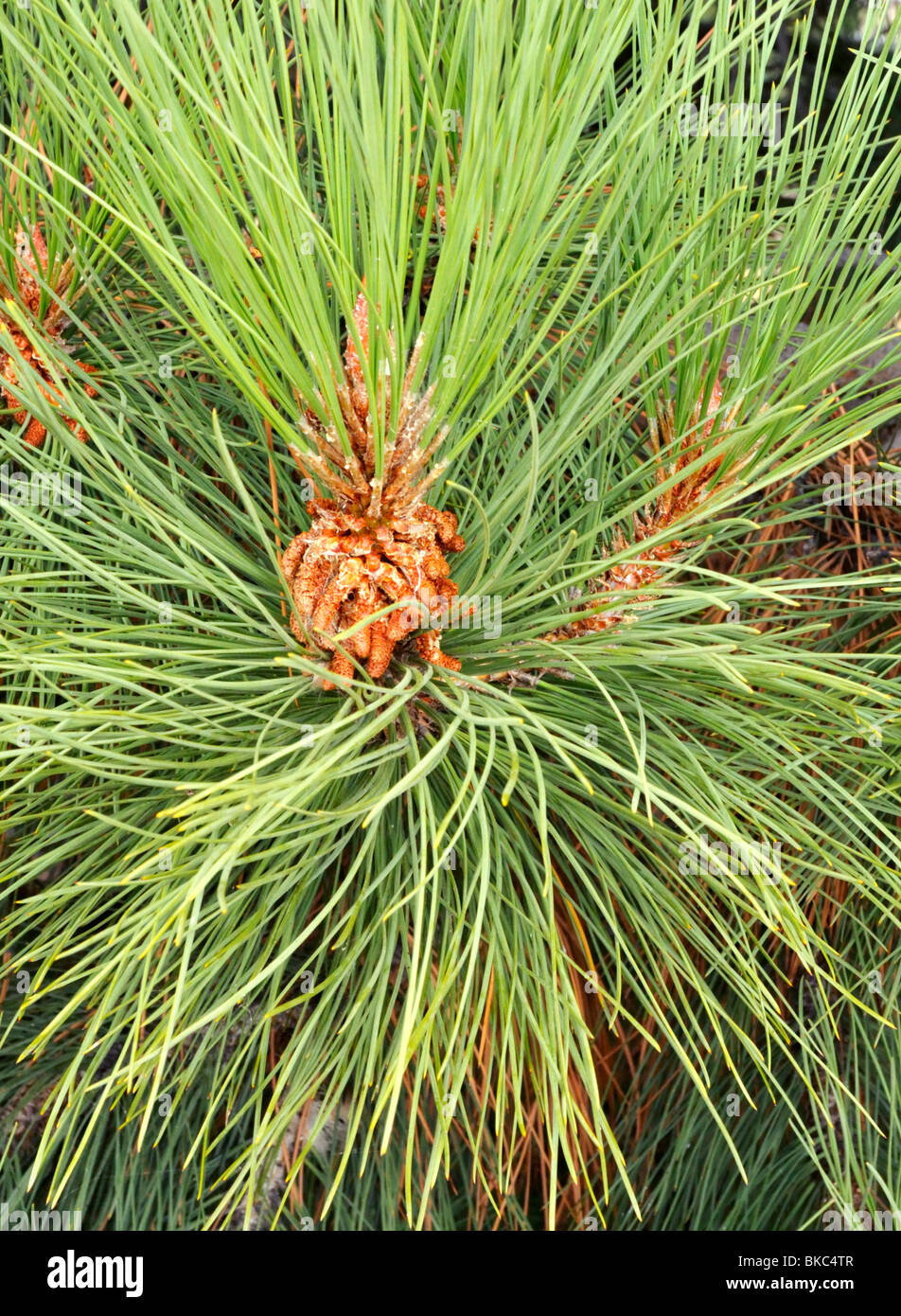 Forêt de pins, Tekapo, Canterbury, Nouvelle-Zélande. Banque D'Images