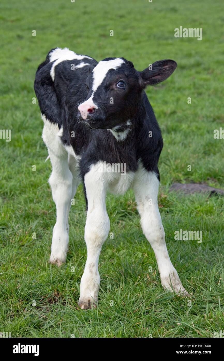 Les bovins domestiques (Bos primigenius, Bos taurus), race : Frison, Holstein veau sur un pâturage. Banque D'Images