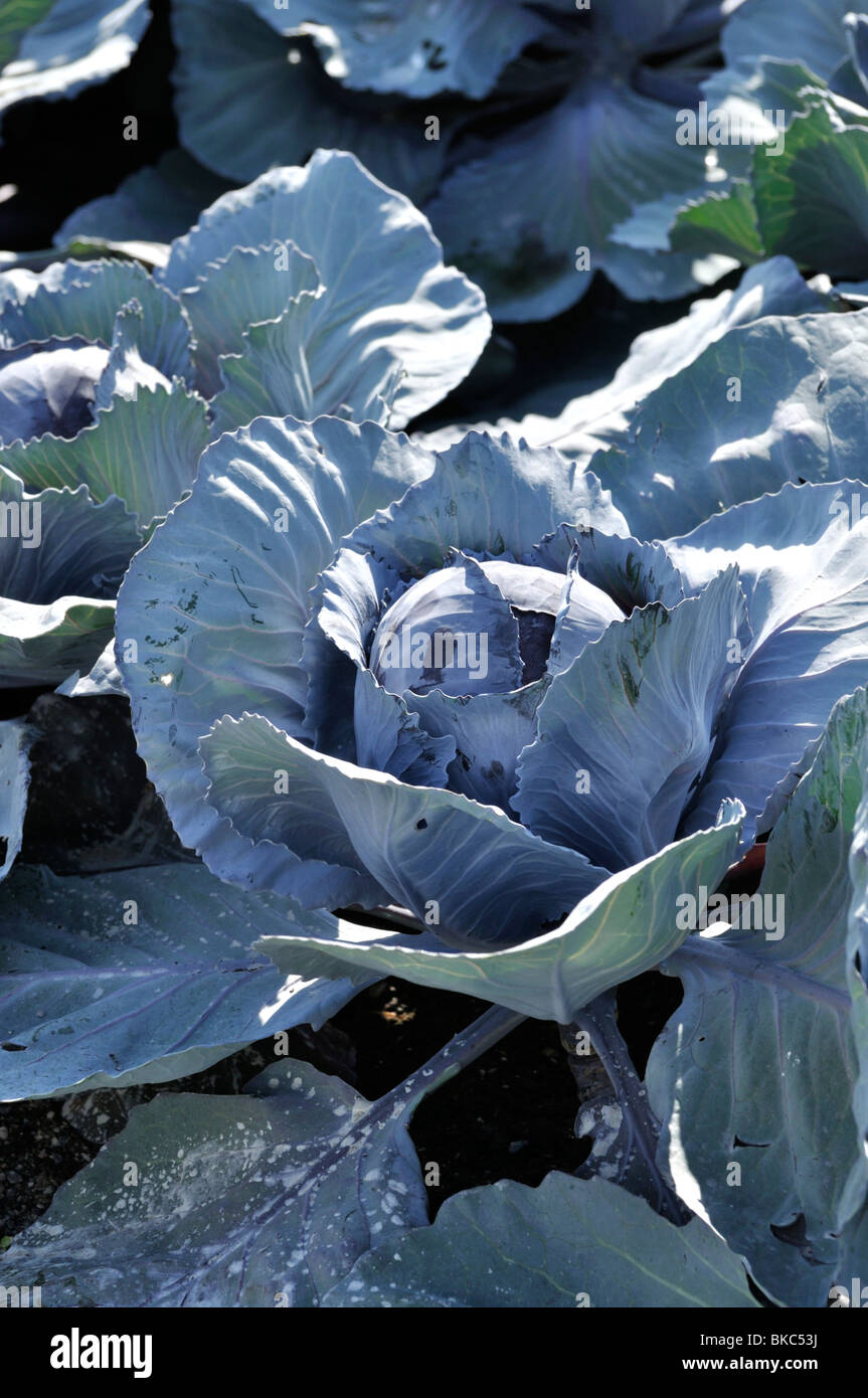 Chou rouge (Brassica oleracea var. capitata f. rubra) Banque D'Images
